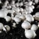 Awareness programme on mushroom cultivation