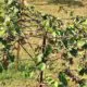 Kiwifruit cultivation in Kashmir