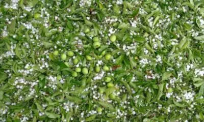 Hailstorm damages apple orchards