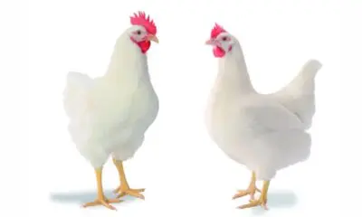 The Chicken Tale