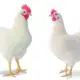 The Chicken Tale