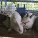 Kashmir’s only rabbit farm
