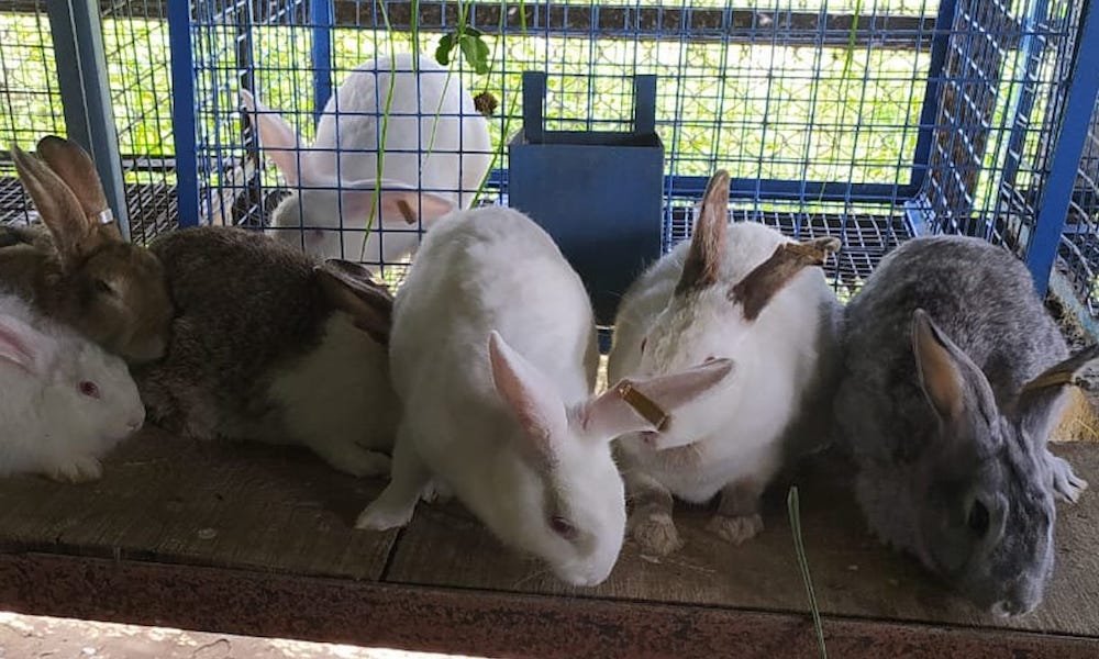 Kashmir’s only rabbit farm