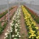 Floriculture Startups Kashmir