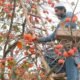 Persimmon Cultivation in J&K