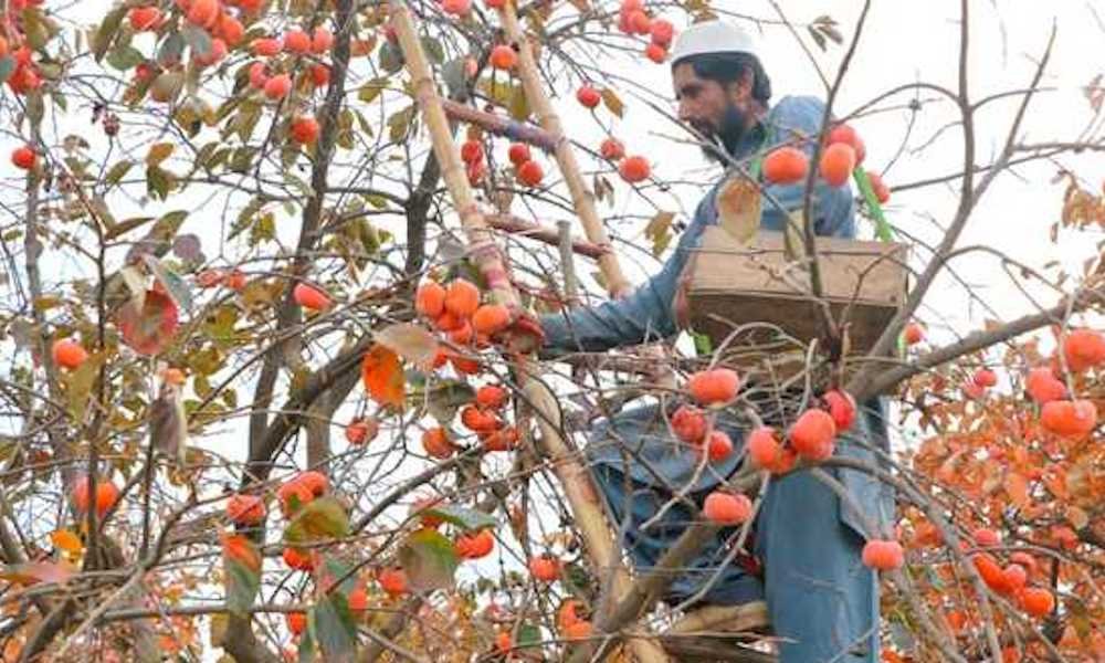 Persimmon Cultivation in J&K