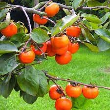 Persimmon Cultivation in J&K