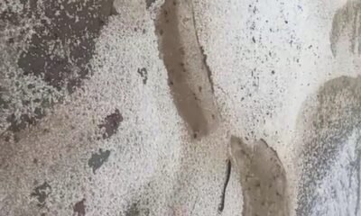Hailstorm damages orchards vegetables