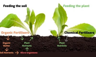 Chemical Pesticides and Environment Sustainability