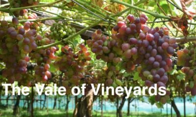 grape cultivation in Kashmir
