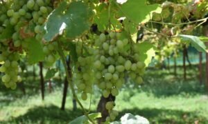 Grape cultivation in Kashmir