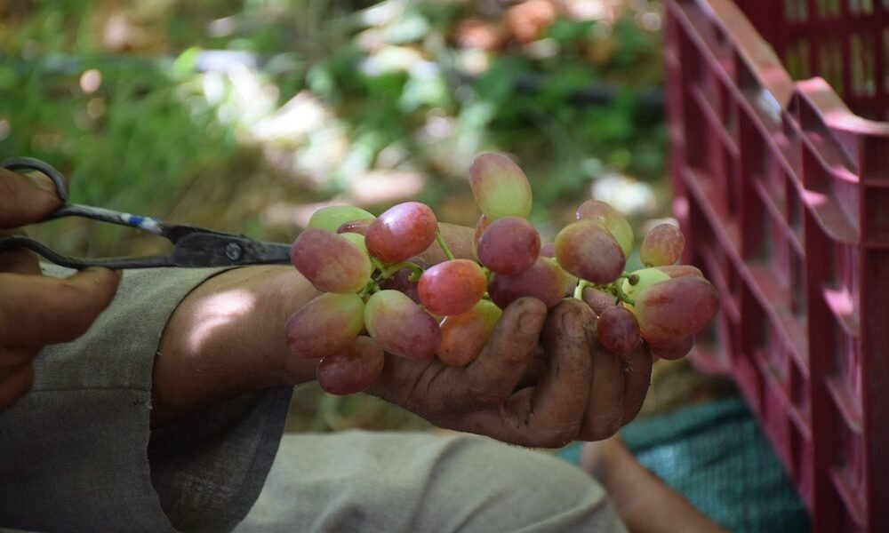 Grape cultivation in Kashmir