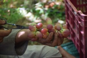 Grape cultivation in Kashmir