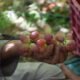 Grape cultivation in Kashmir