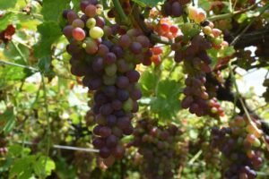 Grape cultivation in Kashmir