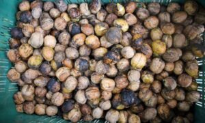 Kashmir's walnut harvesting