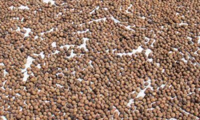 Kashmir's walnut harvesting