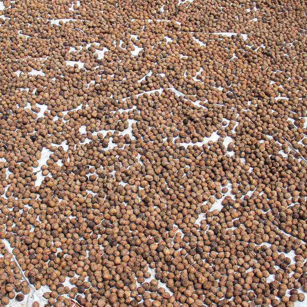 Kashmir's walnut harvesting