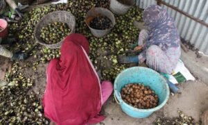 Kashmir's walnut harvesting