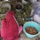 Kashmir's walnut harvesting