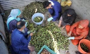 Kashmir's walnut harvesting