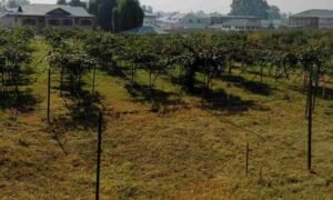 Can kiwi cultivation prove alternative to apple production in Kashmir?
