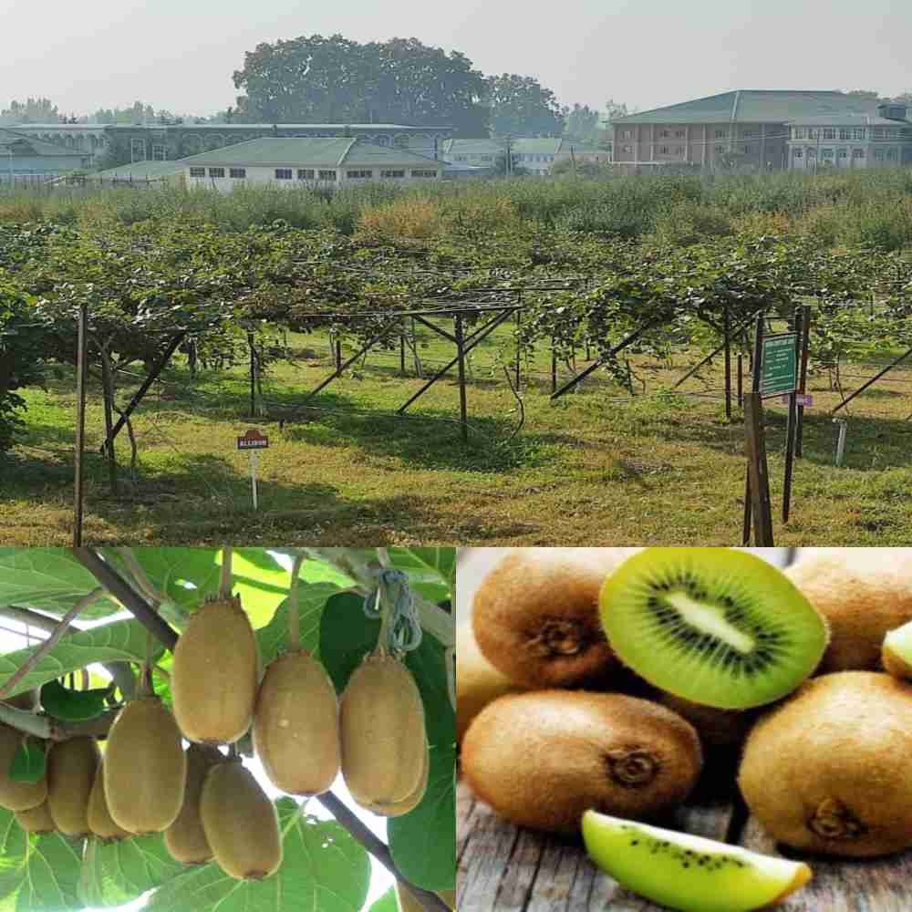 Can kiwi cultivation prove alternative to apple production in Kashmir?