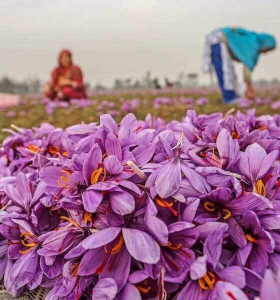 Saffron industry in Kashmir