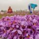 Saffron industry in Kashmir