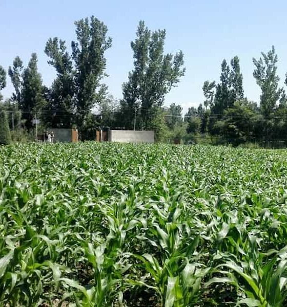 SKUAST-K developed maize variety
