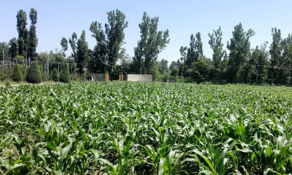 SKUAST-K developed maize variety