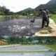 Trout Fish Farming in Kashmir