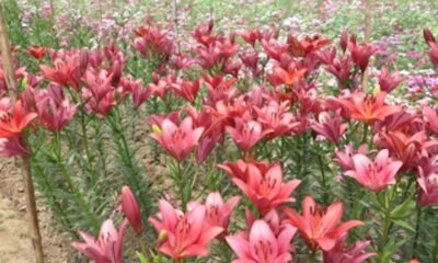 Blossom at Risk