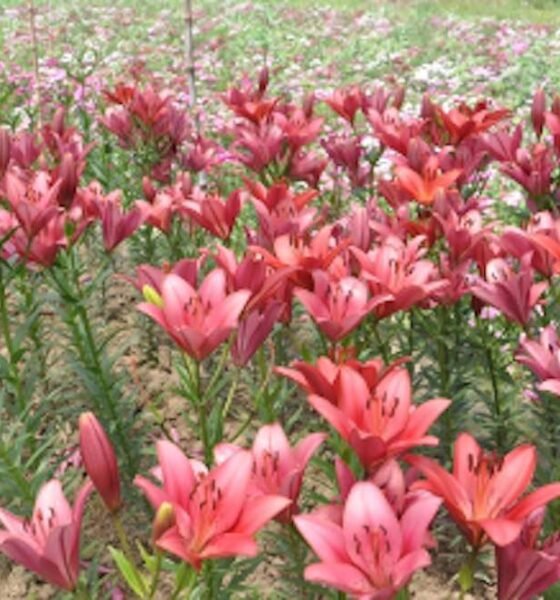 Blossom at Risk