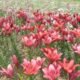 Blossom at Risk