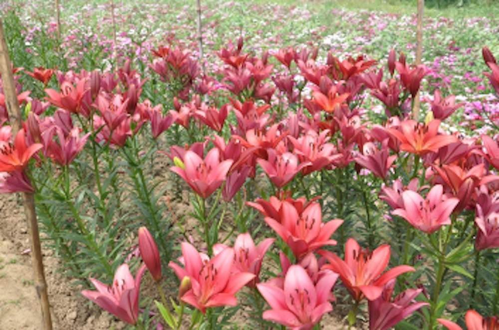 Blossom at Risk