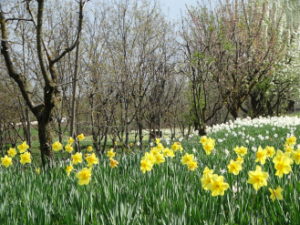 Blossom at Risk